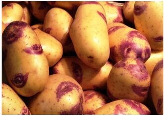 Семенной картофель Иван да Шура 2 кг