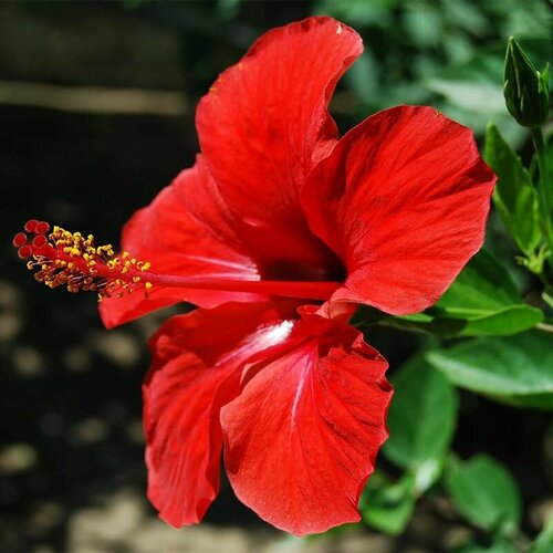 Гибискус китайский красный (лат. Hibiscus rosa-sinensis) - Свежие семена 15шт + подарочек мискантус китайский лат miscanthus sinensis семена 25шт подарочек