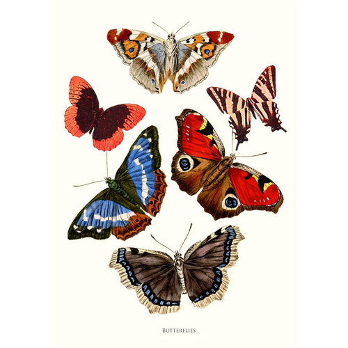 Плакат, постер иллюстрация чешуекрылые, бабочки на бумаге, размер 60х84см