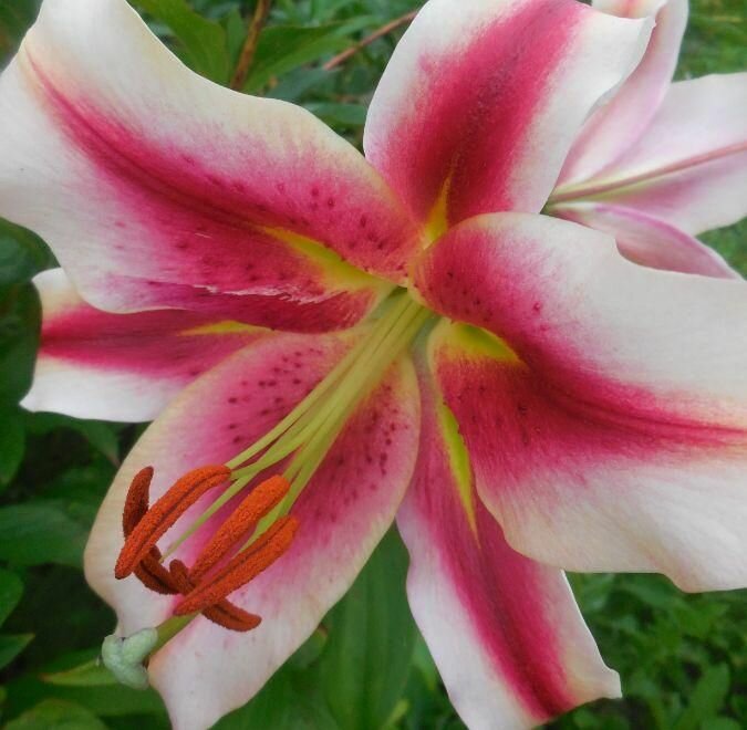 Луковица лилии от гибрид Olympic Flame 1 шт