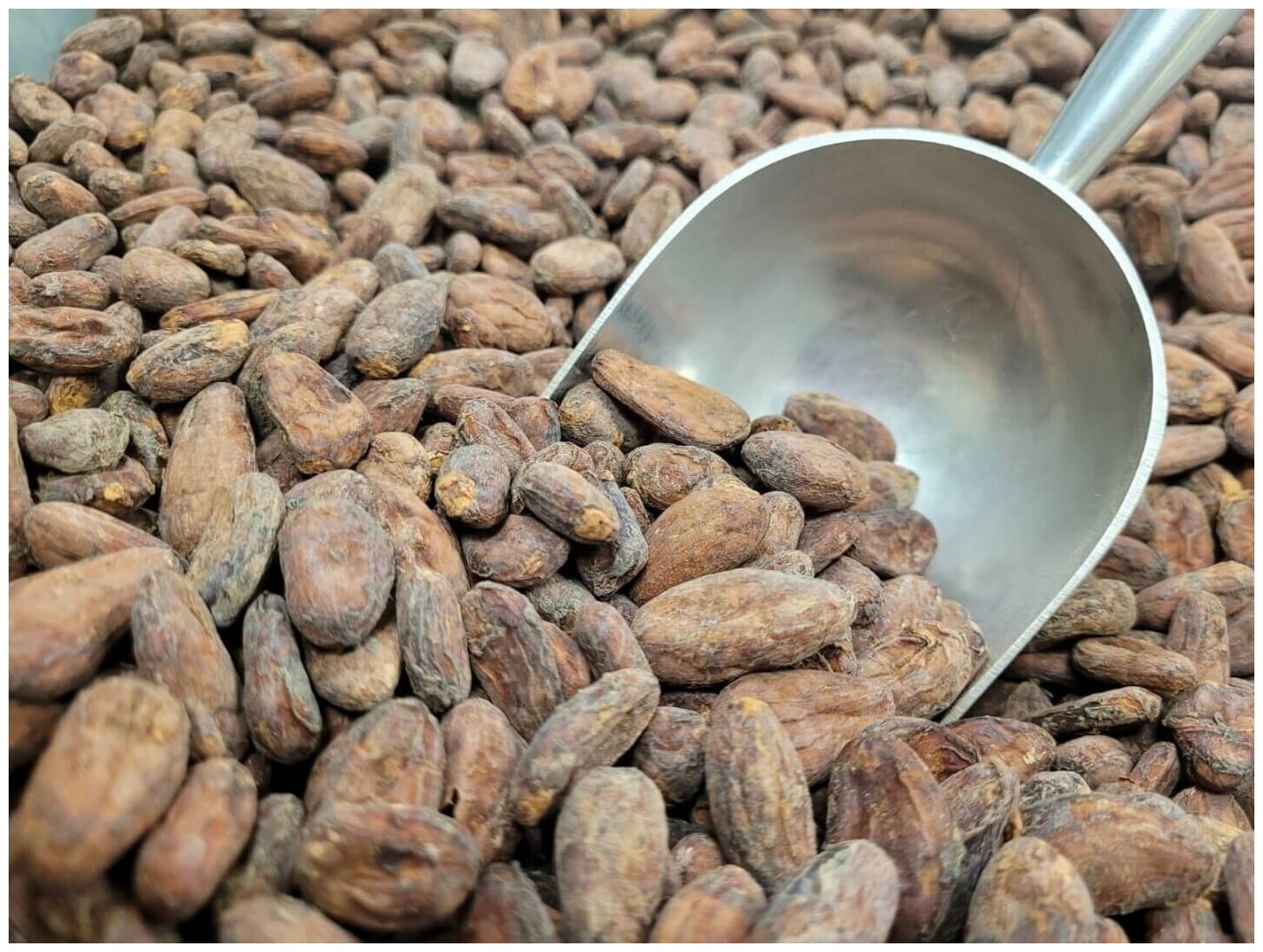 Какао бобы Тринитарио, Го Граунд, Индия 1 кг - фотография № 1