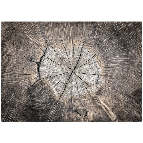 Моющиеся виниловые фотообои Дерево срез, 370х265 см
