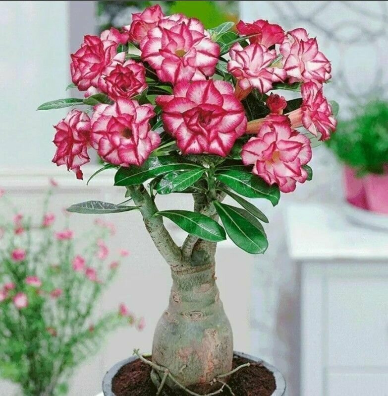 Семена Adenium Obesum MIXED COLORS MIX (5 шт.)