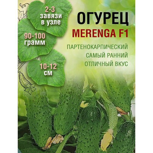 Огурец Меренга F1 (1 пакет по 8 семян) семена огурца меренга партнер