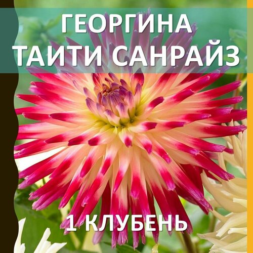 Цветы многолетние клубни георгина Таити Санрайз (Tahiti Sunrise), 1 шт