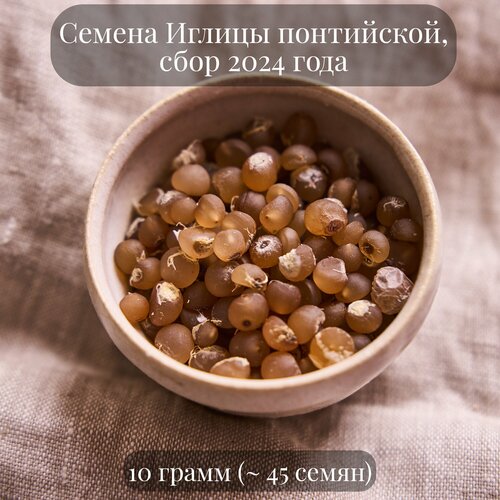 Семена Иглицы колючей, или понтийской, Рускус, 10 грамм (примерно 45 шт)