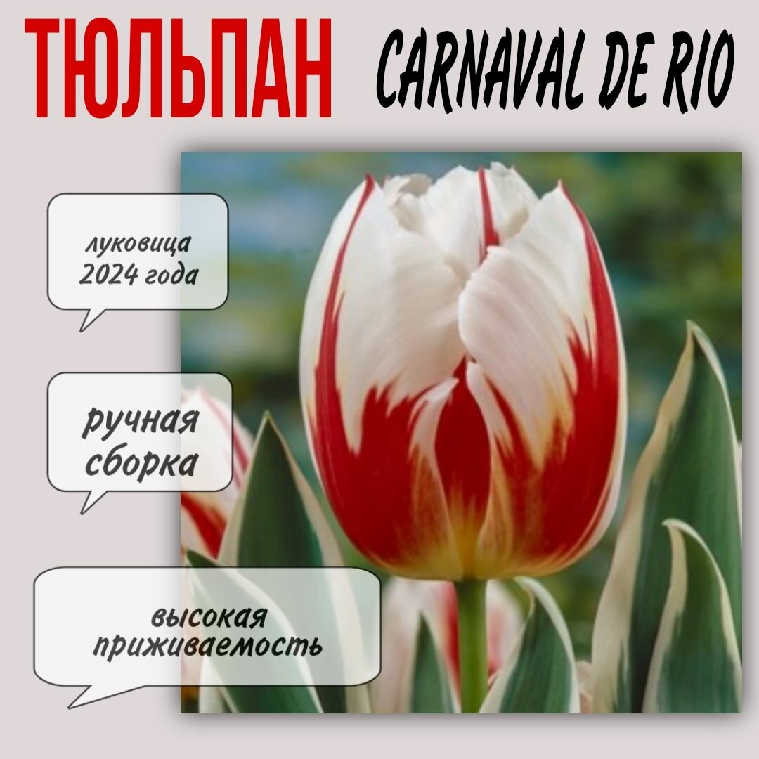 Луковицы тюльпана сорт "Carnaval de Rio" 3 шт