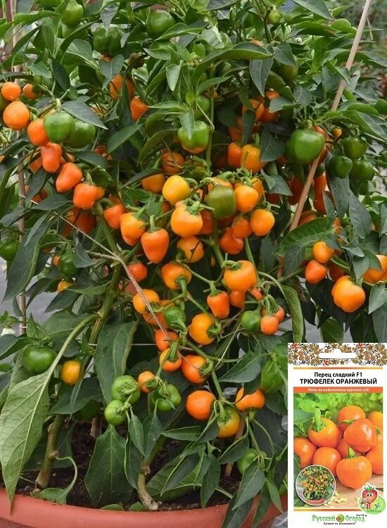 Перец сладкий F1 Трюфелек оранжевый семена