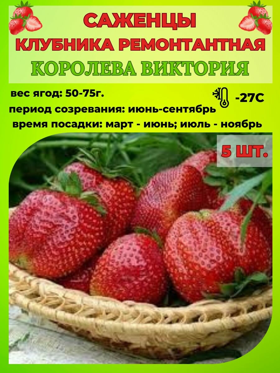 Клубника ремонтантная, саженцы 5 шт.