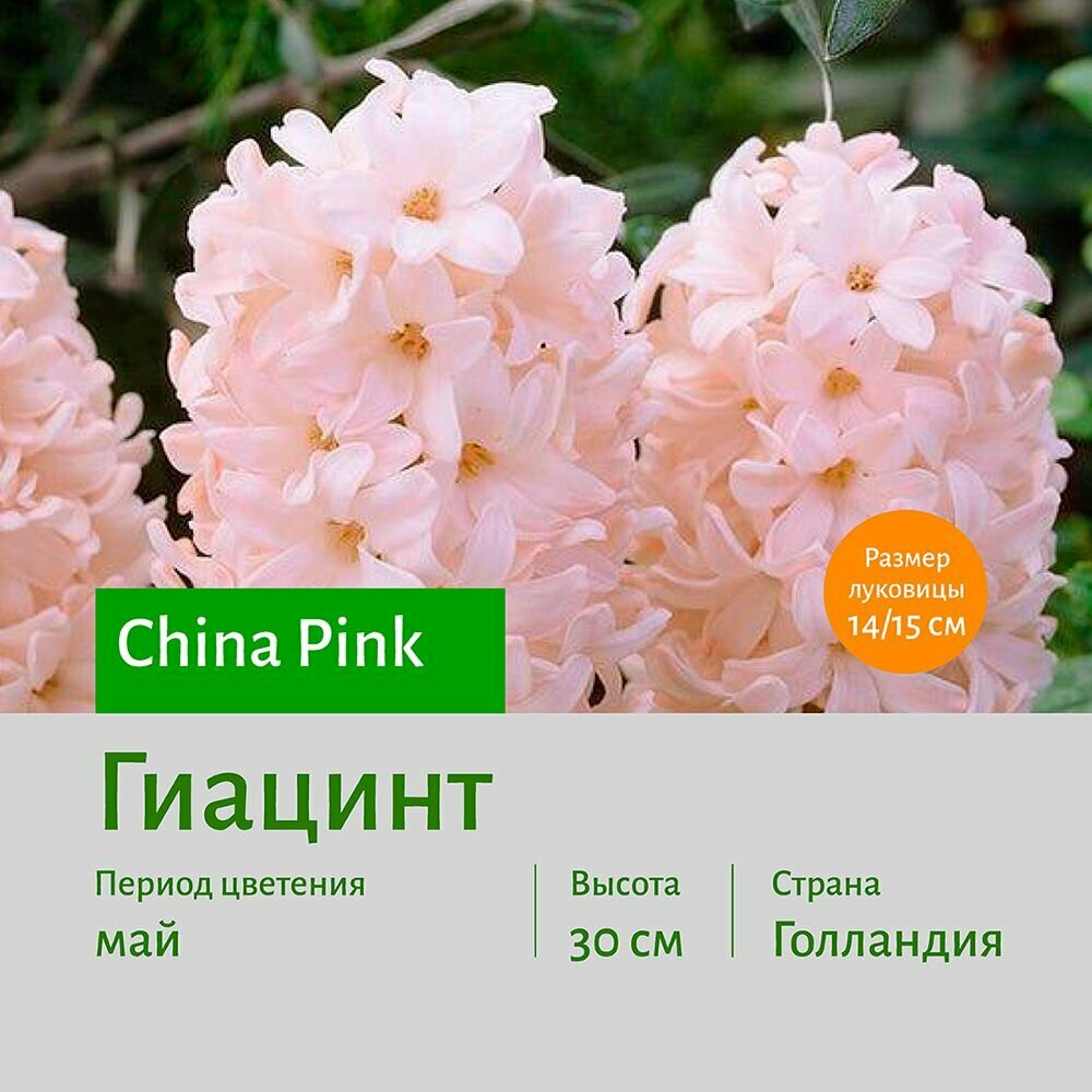 Гиацинт Чайна Пинк (China Pink) луковицы 1 шт сотка