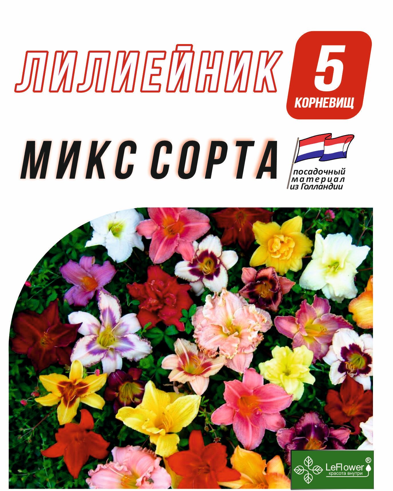Лилейник Корневище, микс сорта, 5 шт (LeFLower)