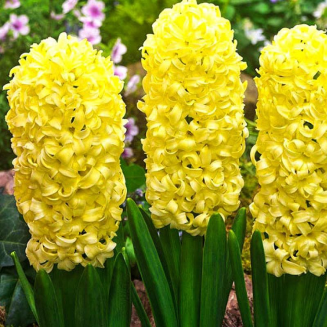 Луковицы цветов ,bulbs servise, Гиацинт Сити оф Харлем ( 2 штуки )