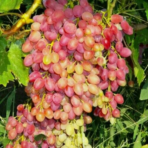 Изображение товара Виноград кишмиш Красный / 1 шт, раннеспелый сорт, бессемянный