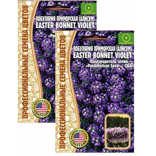 Алиссум (лобулярия) Easter Bonnet Violet, семена 20 шт, 2 пакета, ЧК