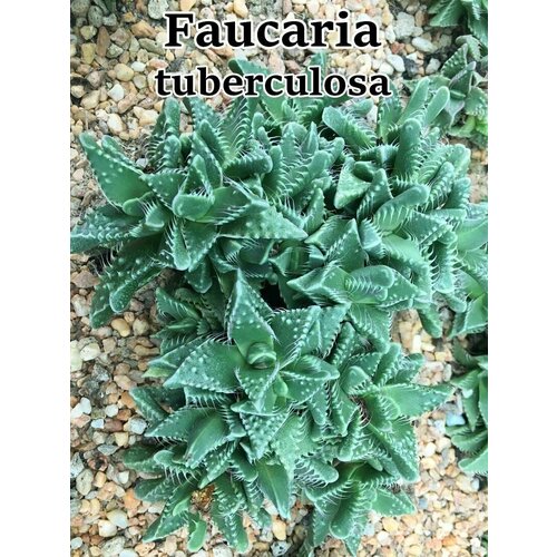 Суккулент Faucaria tuberculosa набор для выращивания (семена, грунт, горшочек, инструкция по посеву).