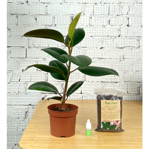 Комнатное растение Фикус Эластика Робуста, высота 45 см. Tropic House Грунт для пересадки в подарок