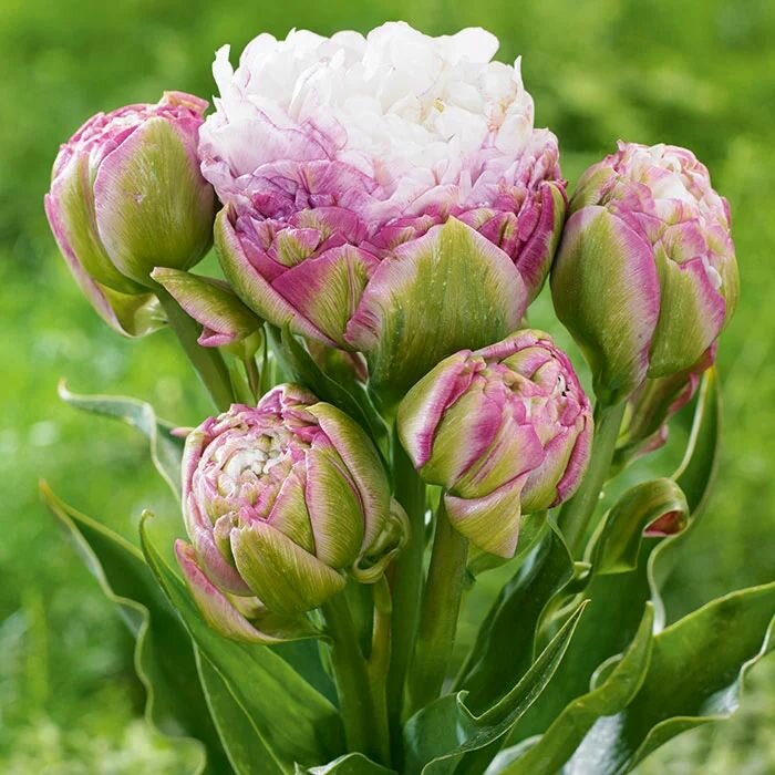 Тюльпан Пегги Вонде 5 шт.