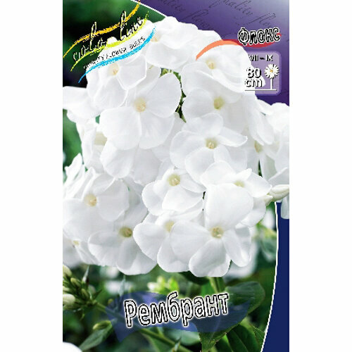 Флокс метельчатый Rembrandt 1 шт 390₽