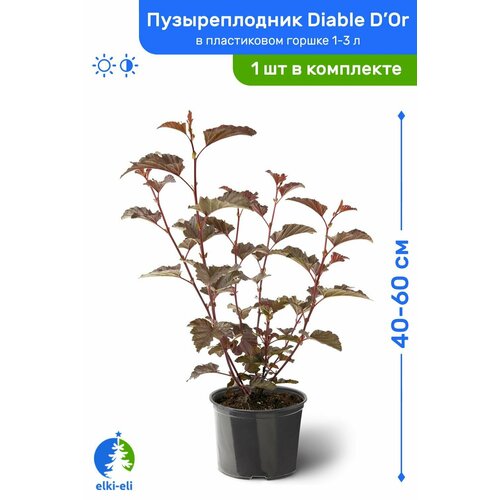Пузыреплодник калинолистный Diable D'Or (Дьябло Дор) 40-60 см в пластиковом горшке 1-3 л, саженец, лиственное живое растение