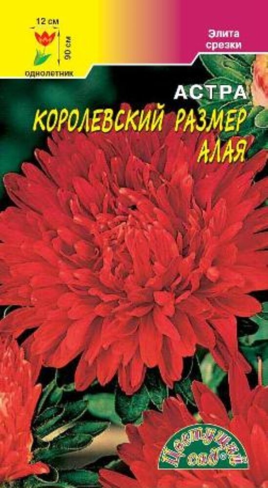 Астра Королевский размер Алая пионовидная Одн 90см (Цвет сад)