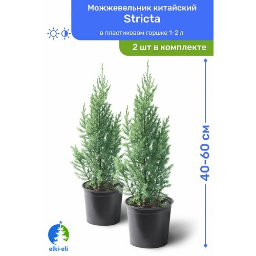 Можжевельник китайский Stricta (Стрикта) 40-60 см в пластиковом горшке 1,5-3 л, саженец, хвойное живое растение, комплект из 2 шт можжевельник китайский stricta стрикта 60 80 см в пластиковом горшке 2 5 л саженец хвойное живое растение