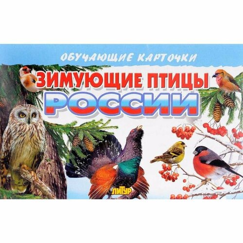 Зимующие птицы России обучающие карточки зимующие птицы россии 16 карточек