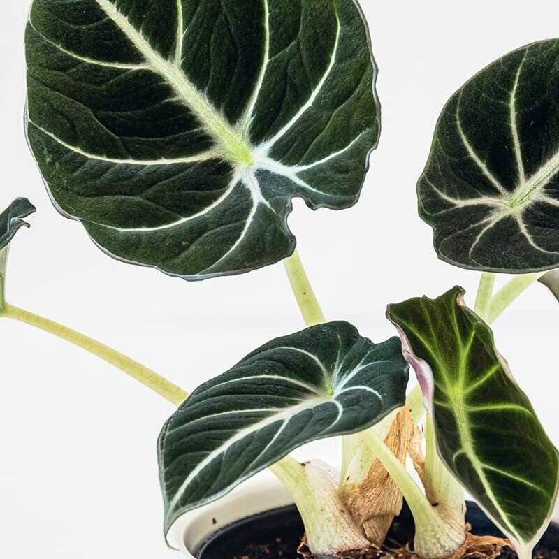 Алоказия Блэк Вельвет (Alocasia Black Velvet) D11см