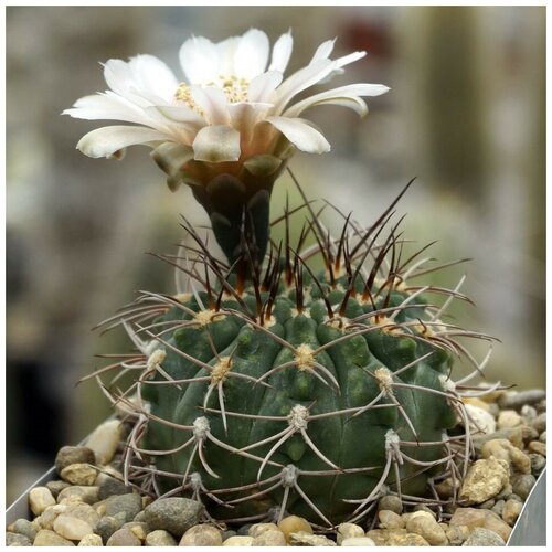 Семена Орешка Суккулент Кактус Gymnocalycium weissianum ISI-1705 10 шт.