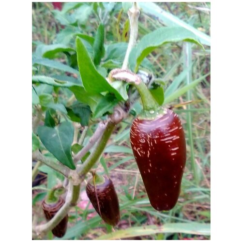 Семена Острый перец Jalapeno rayados (Халапеньо райадос), 5 штук