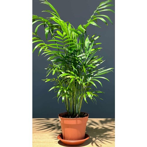 Комнатное растение Хамедория