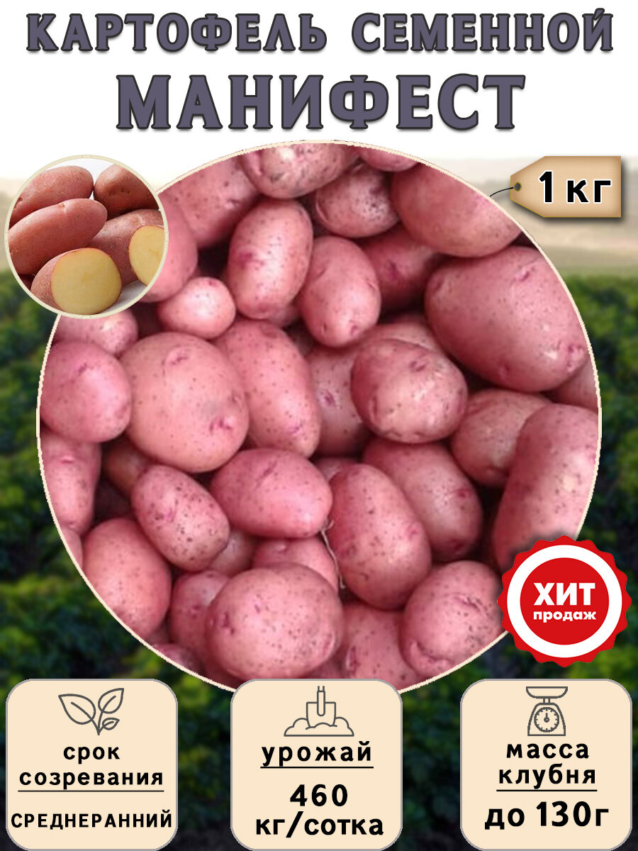 Клубни картофеля на посадку, Манифест, (суперэлита) 1 кг Среднеранний - фотография № 1