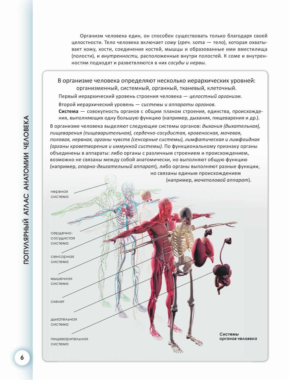 Популярный атлас анатомии человека - фото №19