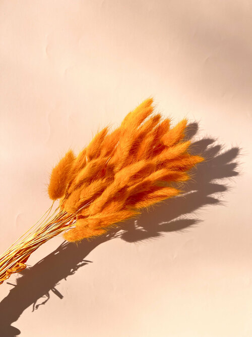 Натуральные сухоцветы лагуруса (Цвет: апельсин)