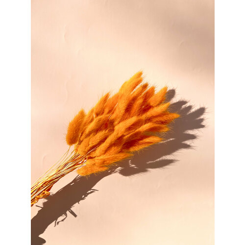 Натуральные сухоцветы лагуруса (Цвет: апельсин)