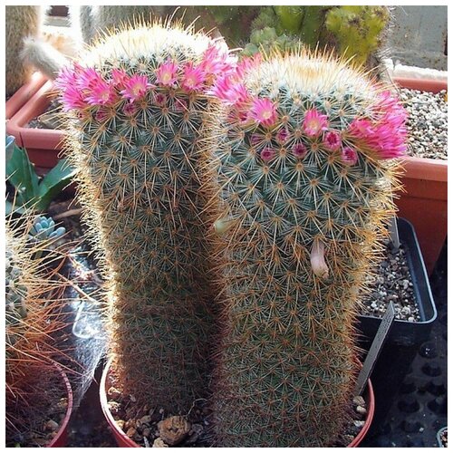 Семена Орешка Суккулент Кактус Mammillaria magnifica 10 шт.