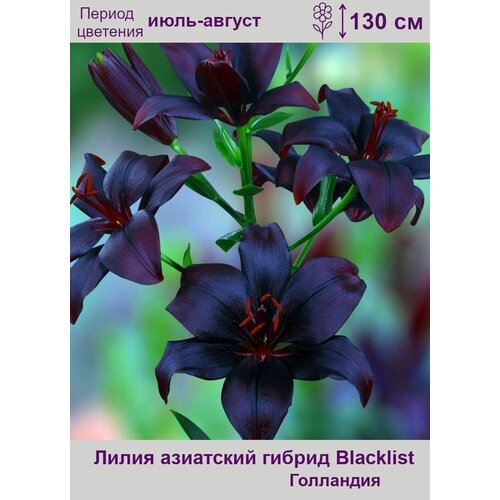 Лилия азиатская Блэклист (Blacklist) луковицы 2 шт