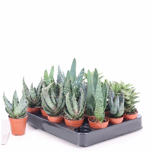 Алоэ микс 5 h5 см 998₽