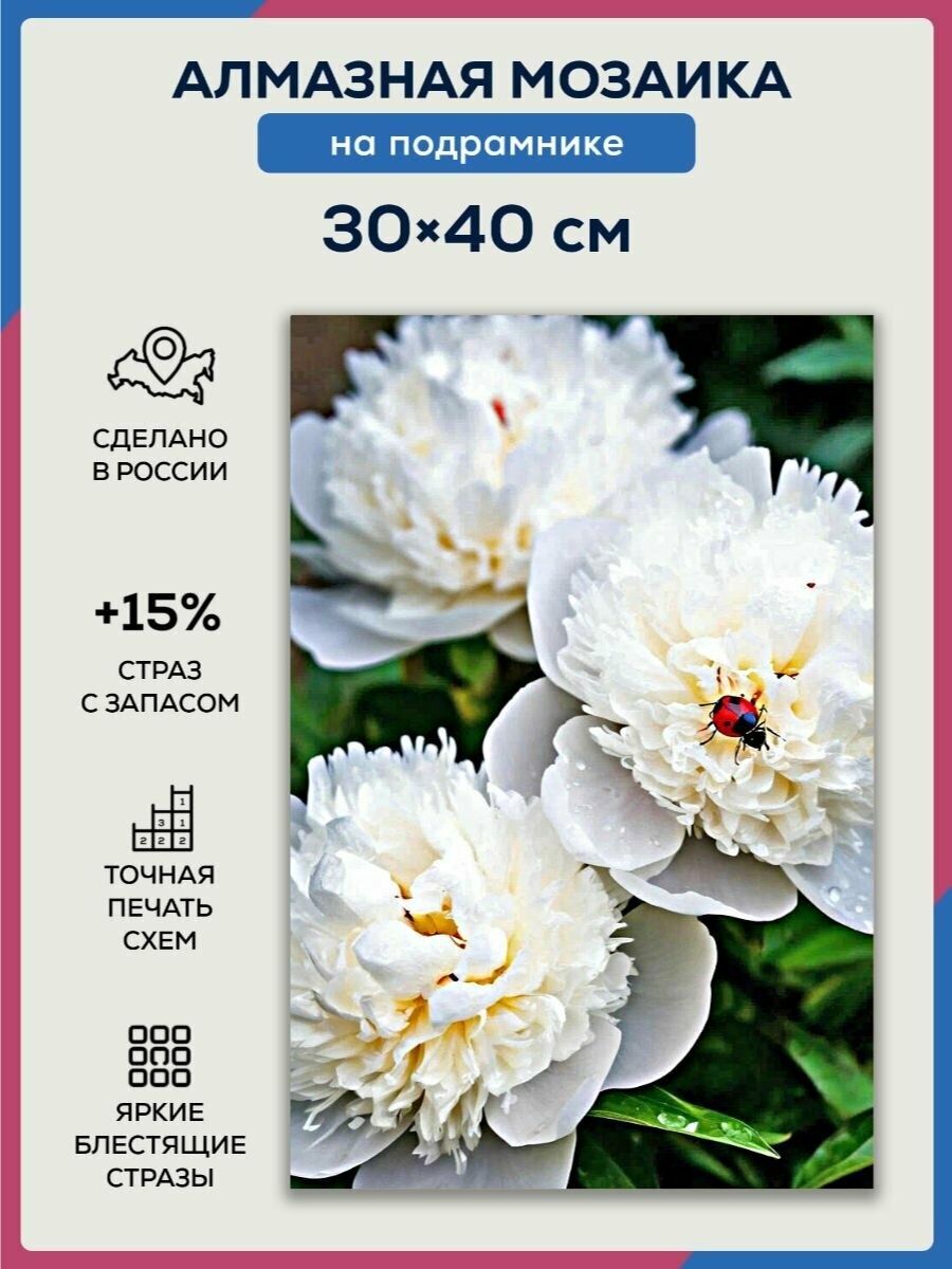 Алмазная мозаика 30x40 Белые пионы на подрамнике