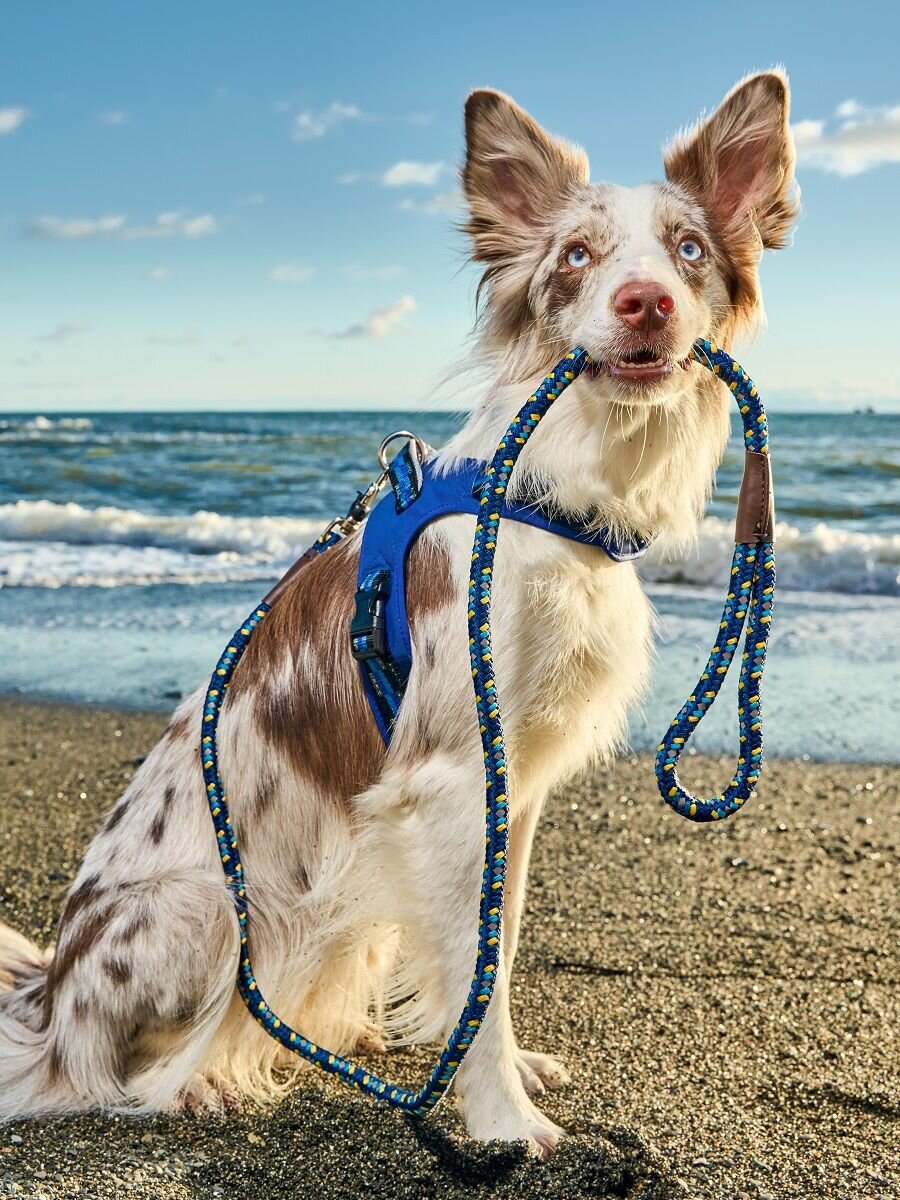 Картинки Шлейка для собак Japan Premium Pet / шлейка жилетка для собак мелких и средних пород с Балансером, цвет синий, размер S