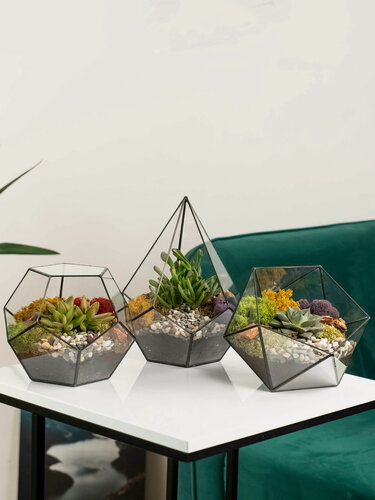 Изображение товара Geo Glass: Набор флорариумов с суккулентами : Седум, Крассула , Эхеверия , ваза для флорариума