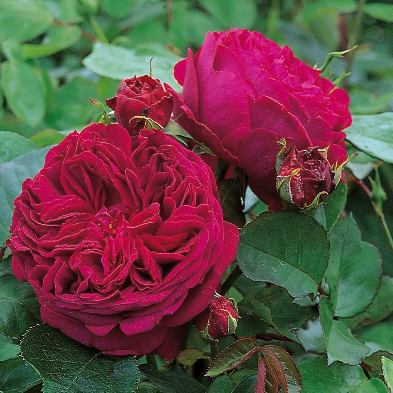 Роза Английская кустовая Falstaff, Саженцы, С2 (2 литра), ЗКС - Кустарники лиственные