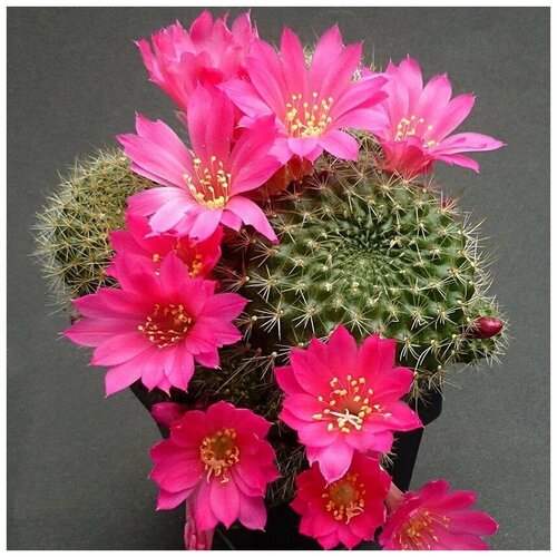 Семена Орешка Суккулент Кактус Rebutia violaciflora 10 шт.