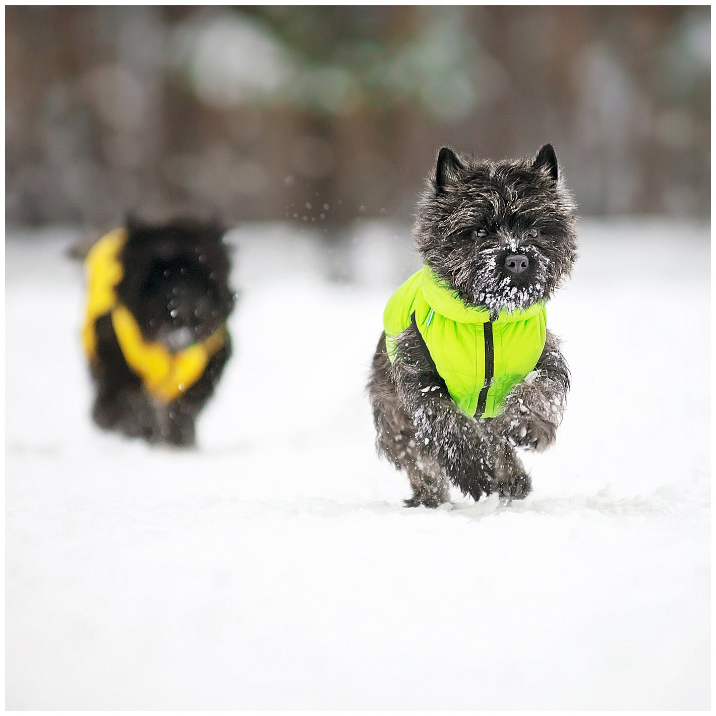 Курточка для собак AiryVest двусторонняя, размер M 40, салатово-желтая - фотография № 7