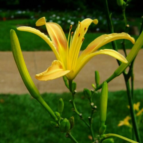 Лилейник Алтиссима