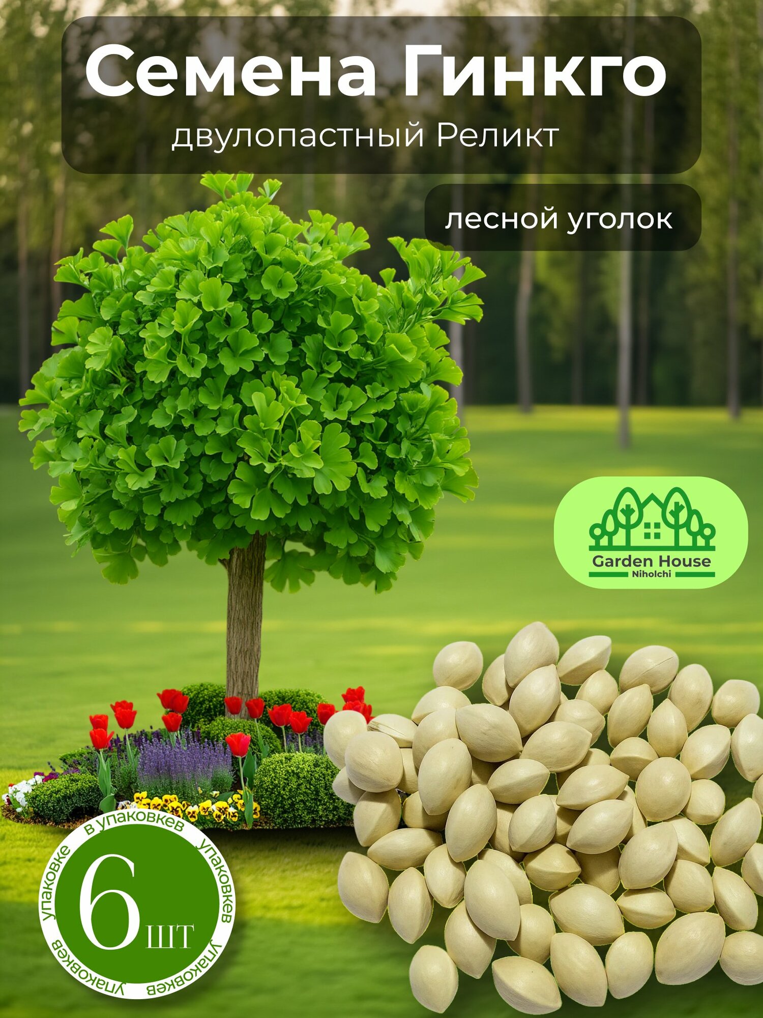 Семена Гинкго двулопастный реликт, 6шт, лесной уголок, легендарное растение