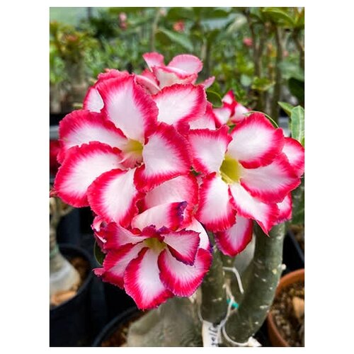 Адениум Royal Empress 2