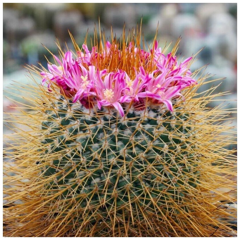 Семена Орешка Суккулент Кактус Mammillaria apozolensis v. saltensis L-1045 10 шт.