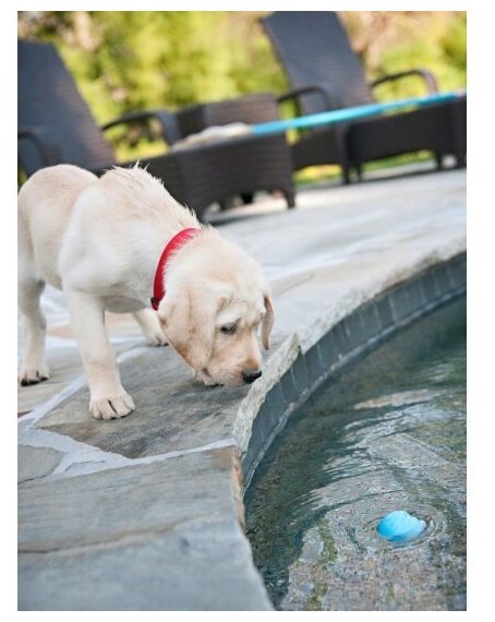 West Paw Zogoflex игрушка для собак мячик Jive S 6,6 см голубой - фотография № 8