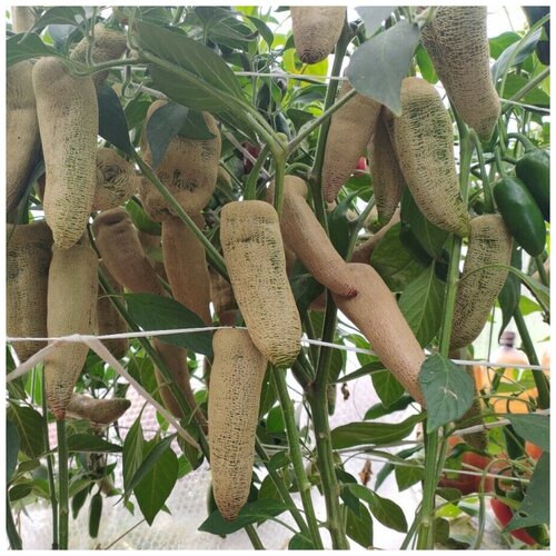 Семена Орешка Перец острый Jalapeno Farmers Market potato 5 шт.