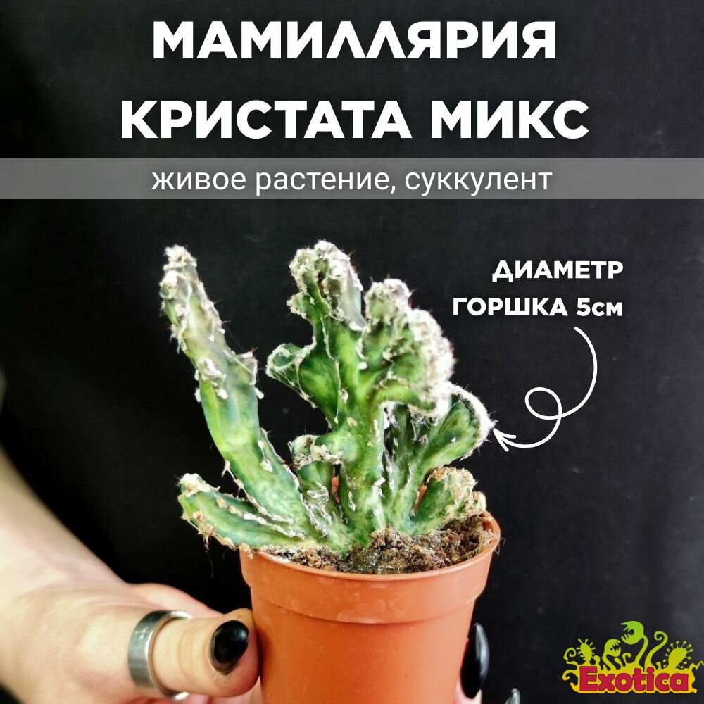 Кактус Мамиллярия Кристата Микс (Cactus Mammillaria Crestata Mix) D5см